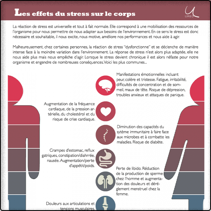 Les effets du stress sur le...